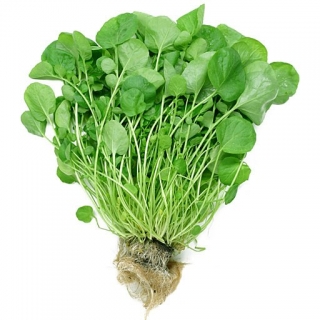 Кресс-салат Дукат - ООО «Семена Тут»