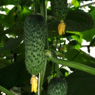 img-1: Огурец Самсур F1 - ООО «Семена Тут»