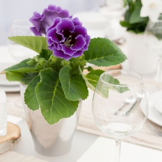 img-1: Глоксиния Брокад F1 Блю  [1000 драже] - ООО «Семена Тут»