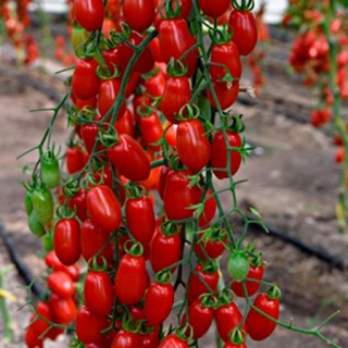 img-0: Томат Сладкий фонтан F1 (инкруст. семена) - ООО «Семена Тут»