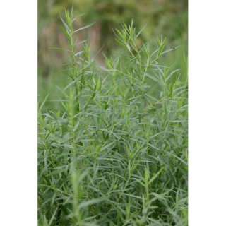 img-1: Эстрагон Смарагд - ООО «Семена Тут»