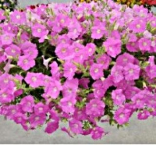 Петуния ампельная Опера Пинк [250 драже] - ООО «Семена Тут»