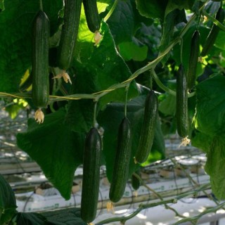 img-0: Огурец Солярис F1 - ООО «Семена Тут»