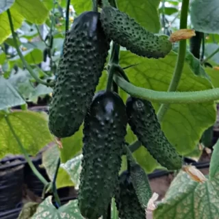 img-0: Огурец Стантор F1 - ООО «Семена Тут»