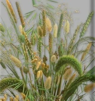 Сухоцветы Злаковые - ООО «Семена Тут»