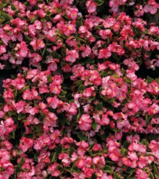 Бегония вечноцветущая зеленолистная Супер Кул Блаш [1000 драже] - ООО «Семена Тут»