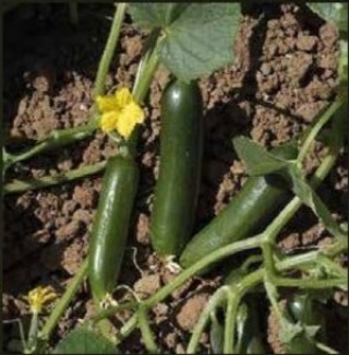 img-0: Огурец Суперина F1 - ООО «Семена Тут»