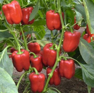 Перец Темза F1 - ООО «Семена Тут»