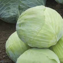 Капуста белокочанная Байонет F1 - ООО «Семена Тут»