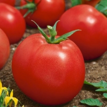 Томат Адаптор F1 - ООО «Семена Тут»