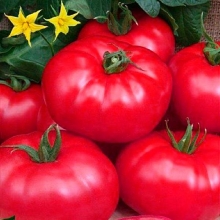 Томат Турмалин F1 - ООО «Семена Тут»