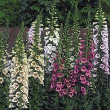 Наперстянка Камелот F1 микс  [1000 драже] - ООО «Семена Тут»