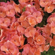 Пеларгония зональная Мультиблум Салмон [100 шт] - ООО «Семена Тут»