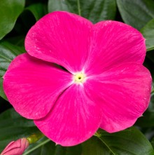 Катарантус ампельный Кора Каскад Брайт Роуз [100 шт] - ООО «Семена Тут»