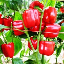 Перец Бирюза - ООО «Семена Тут»