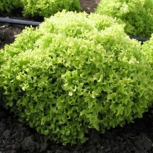 Салат Касабелла - ООО «Семена Тут»