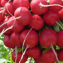 Редис Розетта F1 - ООО «Семена Тут»