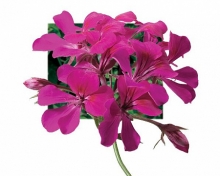 Пеларгония плющелистная Торнадо Фуксия  [1000 шт] - ООО «Семена Тут»