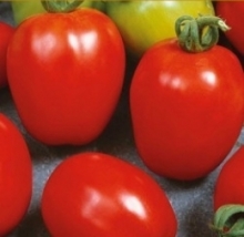 Томат Коррида - ООО «Семена Тут»