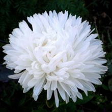 Астра Аполлония Вайт - ООО «Семена Тут»