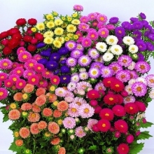 Астра Мацумото Микс [2500 шт] - ООО «Семена Тут»