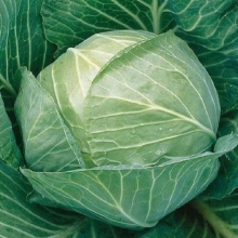Капуста белокочанная Симфония F1 (инкруст. семена) - ООО «Семена Тут»