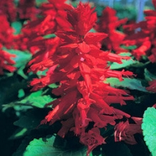 Сальвия блестящая Скарлет Кинг [1000 шт] - ООО «Семена Тут»