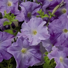 Петуния грандифлора Лимбо Джи Пи Скай Блю [100 драже] - ООО «Семена Тут»