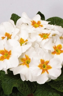 img-1: Примула Орион Вайт виз Ай [250 шт] - ООО «Семена Тут»