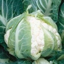 Капуста цветная Кадиллак F1 - ООО «Семена Тут»