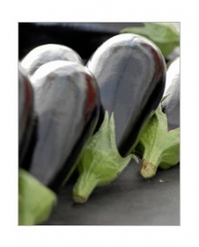 img-1: Баклажан Блек Перл F1 - ООО «Семена Тут»