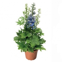 img-1: Дельфиниум высокий Дельфина Лайт блю Вайт Би [250 шт] - ООО «Семена Тут»