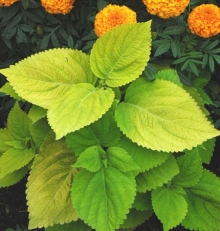 Колеус Джиант Эксибишен Лаймлайт [100 шт] - ООО «Семена Тут»