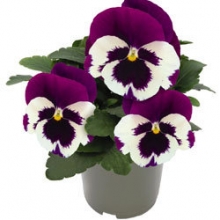 Виола крупноцветковая Инспайер Делюкс Вайт Виолет Винг [50 шт] - ООО «Семена Тут»