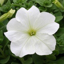 Петуния грандифлора Призм Вайт [50 драже] - ООО «Семена Тут»