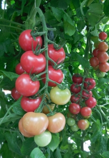 img-1: Томат Малибу F1 - ООО «Семена Тут»