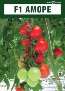 img-1: Томат Аморе F1 - ООО «Семена Тут»