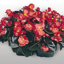 img-1: Бегония вечноцветущая Коктейль Водка [50 драже] - ООО «Семена Тут»