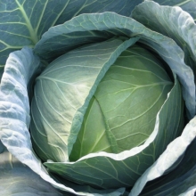 Капуста белокочанная Экскалибур F1 - ООО «Семена Тут»
