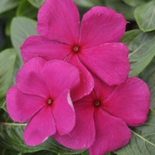 Катарантус Кора Виолет [100 шт] - ООО «Семена Тут»