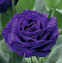 Эустома Арена 3 Парпл [100 драже] - ООО «Семена Тут»