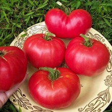 img-1: Томат Красный слон - ООО «Семена Тут»