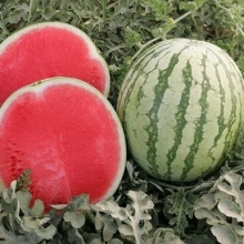 Арбуз Регус F1 - ООО «Семена Тут»