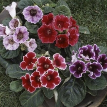 Глоксиния Импресс Формула микс  [250 драже] - ООО «Семена Тут»