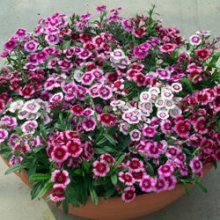 Гвоздика Чиба Аурикула Микс [1000 шт] - ООО «Семена Тут»