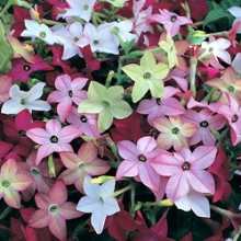 Табак Сандер Авалон Микс [1000 драже] - ООО «Семена Тут»