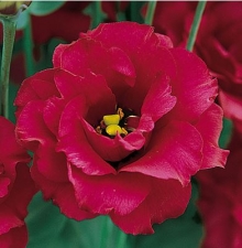 Эустома Арена 3 Ред  [100 драже] - ООО «Семена Тут»