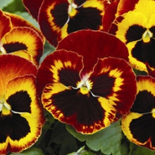 Виола крупноцветковая Маммот Он файр [1000 шт] - ООО «Семена Тут»