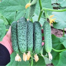 Огурец Сарацин F1 - ООО «Семена Тут»
