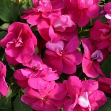 Бальзамин махровый Афина Брайт Парпл [100 шт] - ООО «Семена Тут»